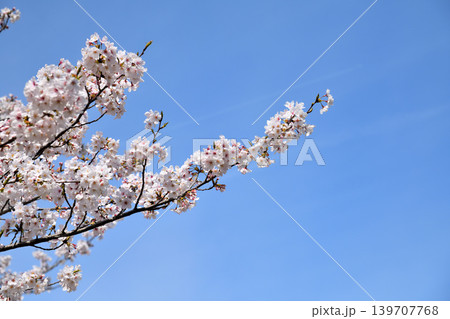 桜、サクラ、さくら 139707768