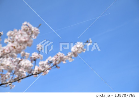 桜、サクラ、さくら 桜、サクラ、さくら 139707769