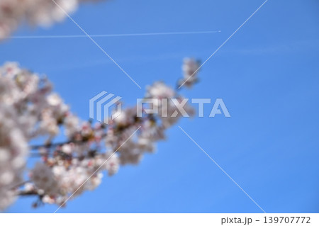 桜、サクラ、さくら 桜、サクラ、さくら 139707772