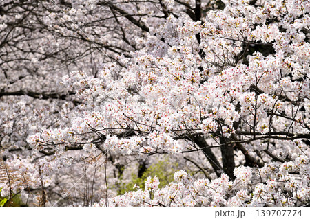 桜、サクラ、さくら 桜、サクラ、さくら 139707774