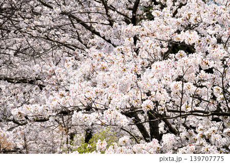 桜、サクラ、さくら 139707775