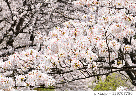 桜、サクラ、さくら 桜、サクラ、さくら 139707780