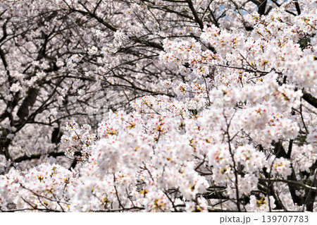 桜、サクラ、さくら 桜、サクラ、さくら 139707783