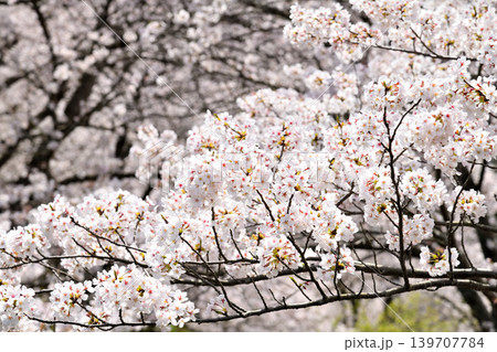 桜、サクラ、さくら 桜、サクラ、さくら 139707784