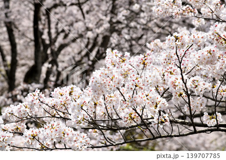 桜、サクラ、さくら 139707785