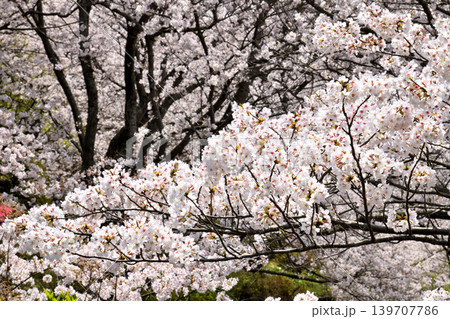 桜、サクラ、さくら 桜、サクラ、さくら 139707786