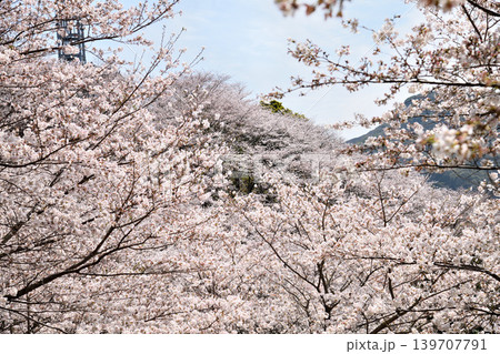 桜、サクラ、さくら 桜、サクラ、さくら 139707791