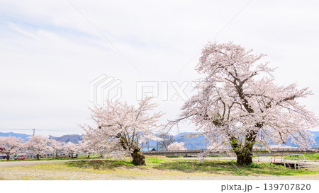 宮川の千本桜　二本の大樹　福島県 139707820