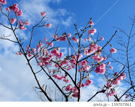 青空に映えるピンクの桜 139707861