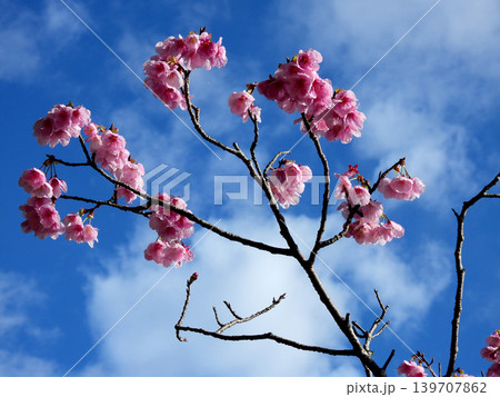 青空に映えるピンクの桜 139707862