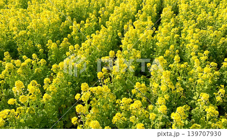 道の駅きららあじすの菜の花畑 139707930