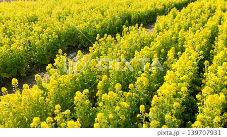 道の駅きららあじすの菜の花畑 139707931
