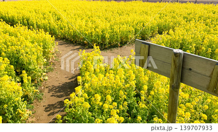 道の駅きららあじすの菜の花畑 道の駅きららあじすの菜の花畑 139707933