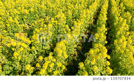 道の駅きららあじすの菜の花畑 道の駅きららあじすの菜の花畑 139707934