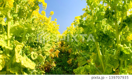 道の駅きららあじすの菜の花畑 道の駅きららあじすの菜の花畑 139707935