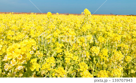道の駅きららあじすの菜の花畑 道の駅きららあじすの菜の花畑 139707943