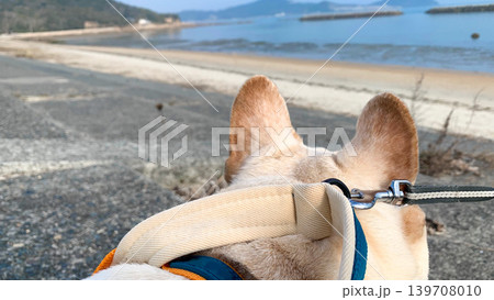 美濃ケ浜海浜公園を散歩するフレブル 139708010