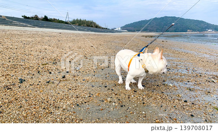 美濃ケ浜海浜公園を散歩するフレブル 美濃ケ浜海浜公園を散歩するフレブル 139708017