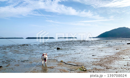 美濃ケ浜海浜公園を散歩するフレブル 美濃ケ浜海浜公園を散歩するフレブル 139708024