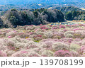 いなべ梅林公園 139708199