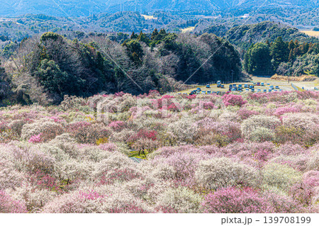 いなべ梅林公園 いなべ梅林公園 139708199