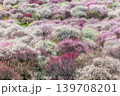 いなべ梅林公園 139708201
