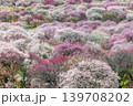 いなべ梅林公園 139708202