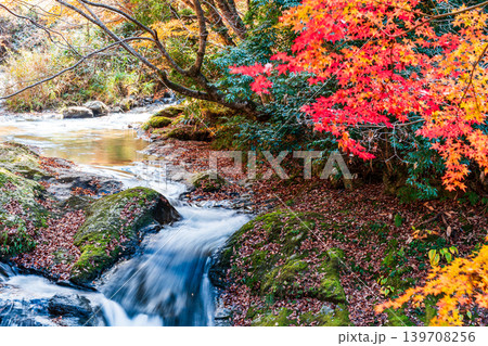 【日本の滝百選】龍頭・八重滝 紅葉と渓流4 島根県雲南市 【日本の滝百選】龍頭・八重滝 紅葉と渓流4 島根県雲南市 139708256
