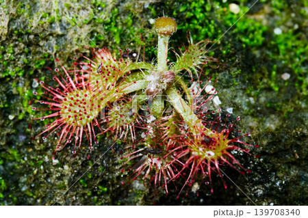 食虫植物モウセンゴケ科トウカイモウセンゴケ 食虫植物モウセンゴケ科トウカイモウセンゴケ 139708340