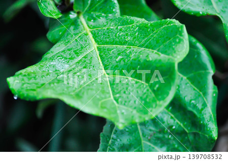 Ficus lyrata Warb or fiddle fig , Ficus lyrata or Ficus and rain drop or rain droplet 139708532