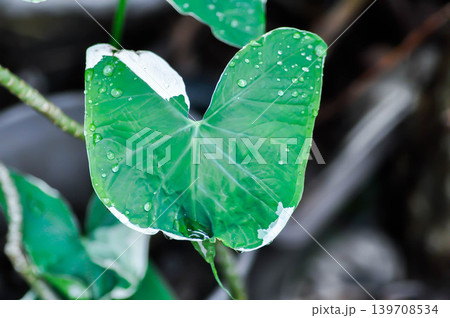 Albomarginata, Araceae or Schott or Xanthosoma sagittifolium or XANTHOSOMA or Mickey Mouse Plant or Xanthosoma atrovirens Variegatum Monstrosum and rain droplet Albomarginata, Araceae or Schott or Xanthosoma sagittifolium or XANTHOSOMA or Mickey Mouse Plant or Xanthosoma atrovirens Variegatum Monstrosum and rain droplet 139708534