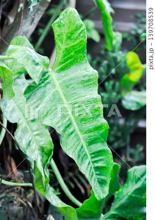 Paraiso Verde or Philodendron paraiso verde or verdant paradise or Philodendron paraiso and rain droplet or rain drop Paraiso Verde or Philodendron paraiso verde or verdant paradise or Philodendron paraiso and rain droplet or rain drop 139708539