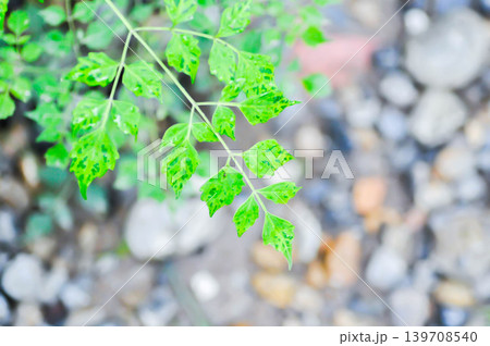 Cork tree, Indian cork tree or Millingtonia hortensis Linn or BIGNONIACEAE or small Cork tree Cork tree, Indian cork tree or Millingtonia hortensis Linn or BIGNONIACEAE or small Cork tree 139708540