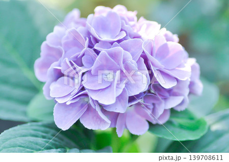 Hydrangea or macrophylla or Hydrangeaceae or purple hydrangea Hydrangea or macrophylla or Hydrangeaceae or purple hydrangea 139708611