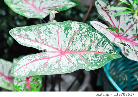 Caladium, Caladium Bicolor Vent or Caladium bicolor Caladium, Caladium Bicolor Vent or Caladium bicolor 139708617