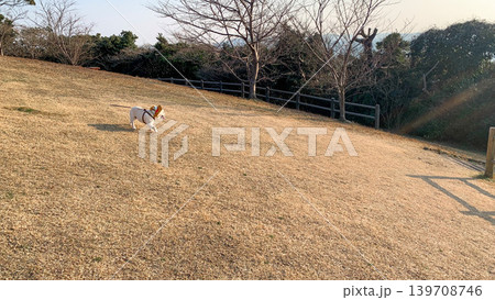 最西端の地で遊ぶフレンチブルドッグ 最西端の地で遊ぶフレンチブルドッグ 139708746