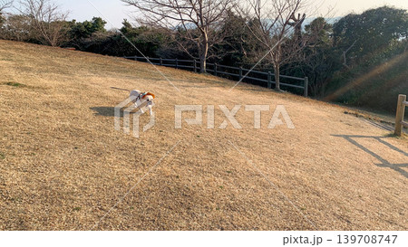 最西端の地で遊ぶフレンチブルドッグ 139708747