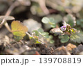 イヌノフグリ 139708819