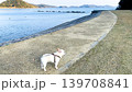 魚見崎海岸を歩くフレンチブルドッグ 139708841
