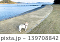 魚見崎海岸を歩くフレンチブルドッグ 139708842