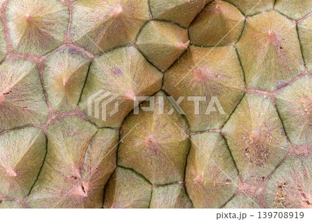 Durian peel texture closeup shell Durian peel texture closeup shell 139708919