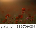 ポピー 139709039