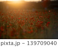 ポピー 139709040
