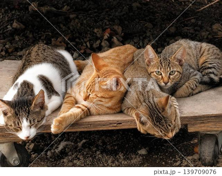 Four Japanese Cats Sunbathing Together4匹の日本猫のひなたぼっ Four Japanese Cats Sunbathing Together4匹の日本猫のひなたぼっ 139709076