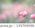 バラ 139709096