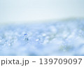 ネモフィラ 139709097