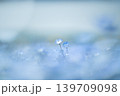 ネモフィラ 139709098