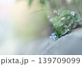 タチツボスミレ 139709099