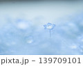 ネモフィラ 139709101