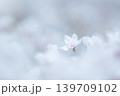 サクラ 139709102